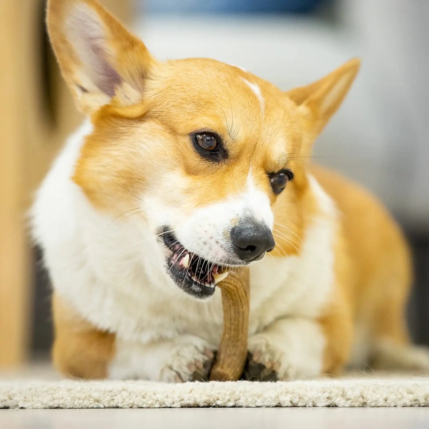 Mordedor "Asta de Madera" para Perros - Juguete Ultra Resistente Sabor a Pino
