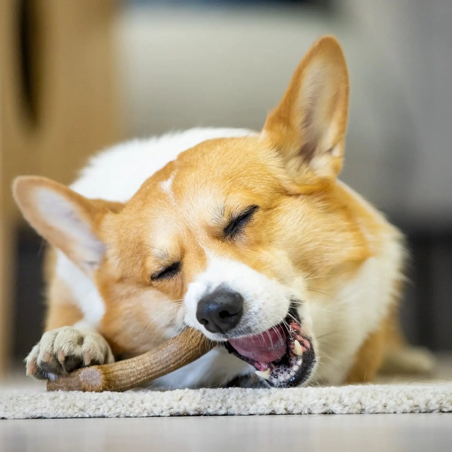 Mordedor "Asta de Madera" para Perros - Juguete Ultra Resistente Sabor a Pino